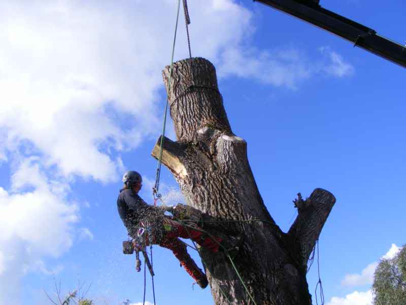 Contract Climbing Tree Removal