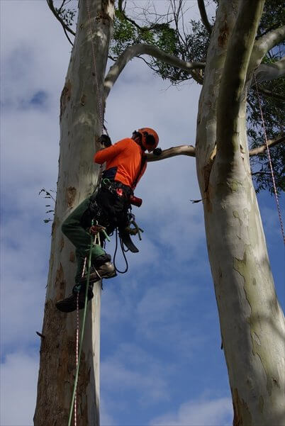 Single (Stationary) Rope Technique (SRT) for Tree Climbing