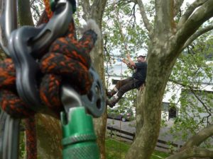 modern tree climbing