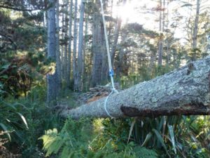 tree rigging and aerial rescue workshops