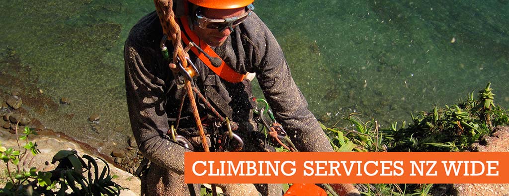 tree climbing services nz wide October Arborist News