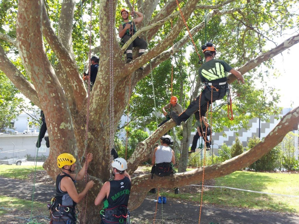 arborist safety training courses