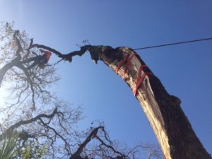 Emergency tree services damaged trees