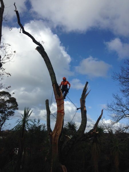 emergency tree services