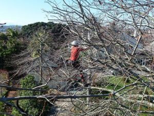 Professional arborist commercial tree care maintenance