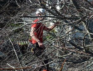 Professional arborist commercial tree care maintenance