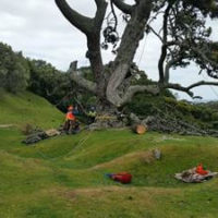 tree pruning in auckland