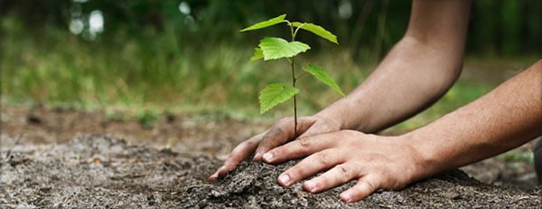 Tree planting guide