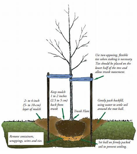 Tree planting guide diagram