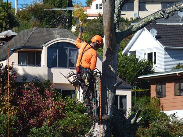 Pine Tree Removal Tree Inspection Guide