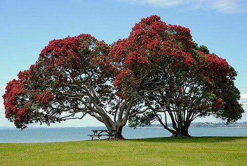 Protected trees Auckland Pohutukawa