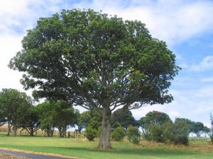Protected trees Auckland Puriri