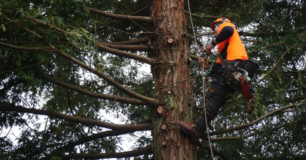 Redwood tree removal
