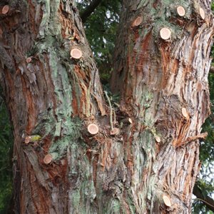 Redwood Tree Removal