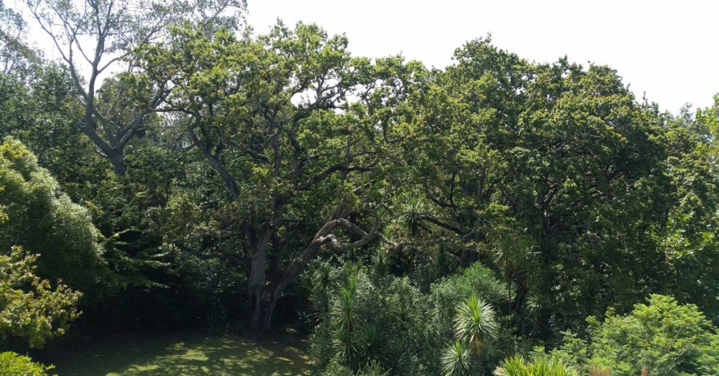 Oak Tree Pruning