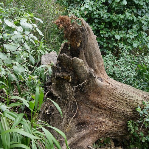 Fallen Oak Tree Crane Removal