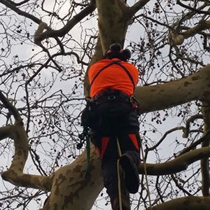 Tree Care Environment Protection