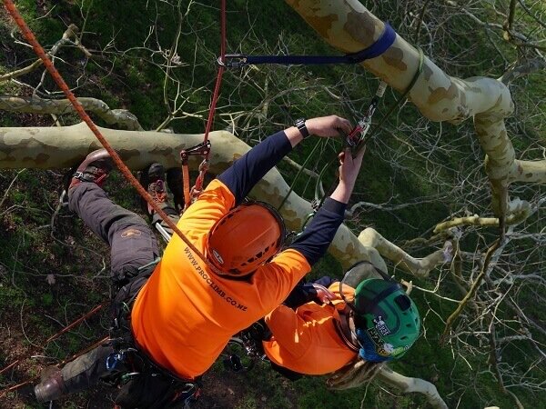 Good practice for tree-climbing operations