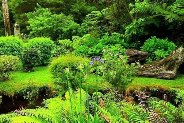 How to create a garden for the New Zealand habitat