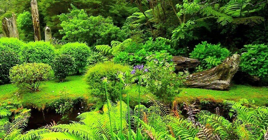 How to create a garden for the New Zealand habitat