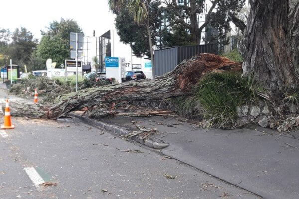 Auckland storm damage tree service
