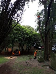 elm tree removal