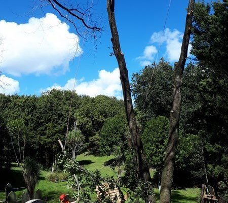 elm tree removal auckland