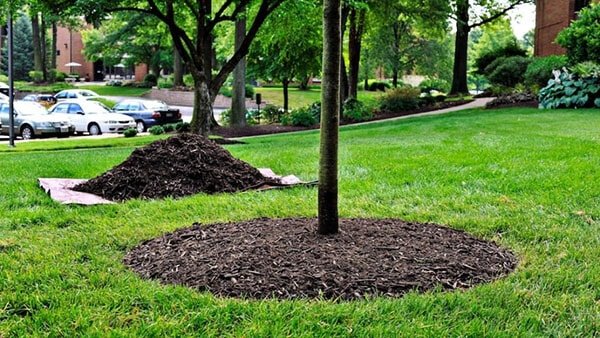 How to mulch a tree