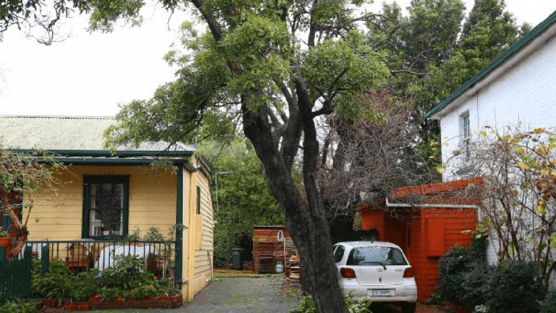 Tree ownership responsibilities NZ