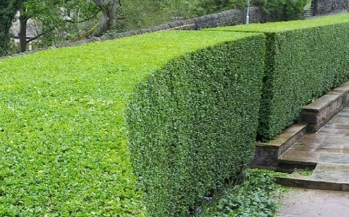 How to trim a hedge Auckland