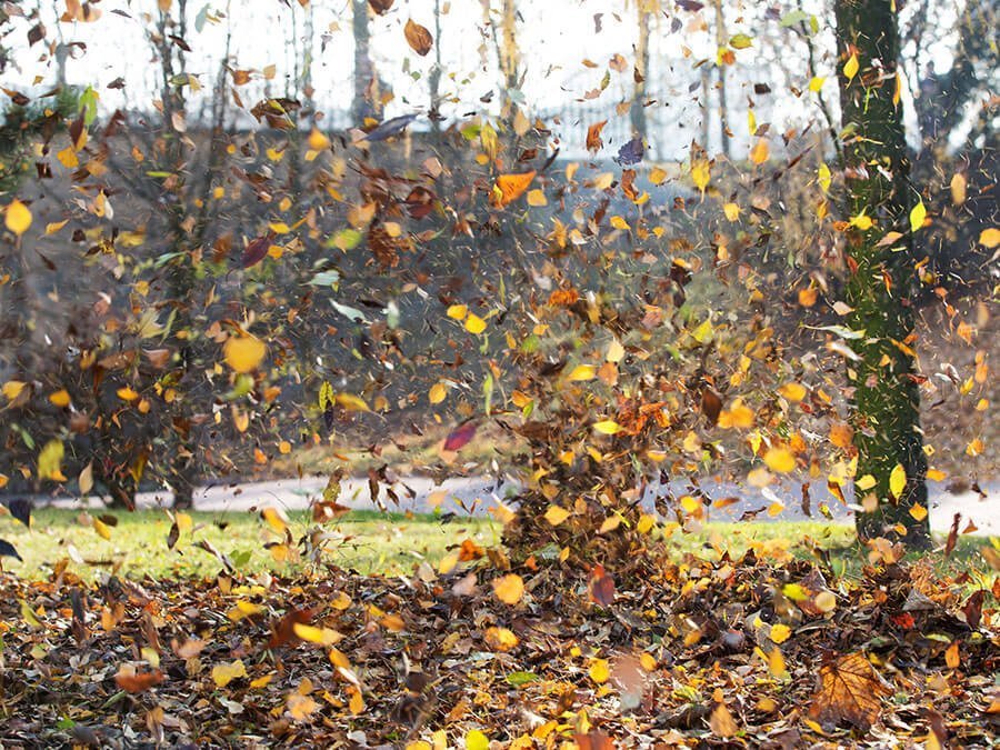 stop tree leaves falling
