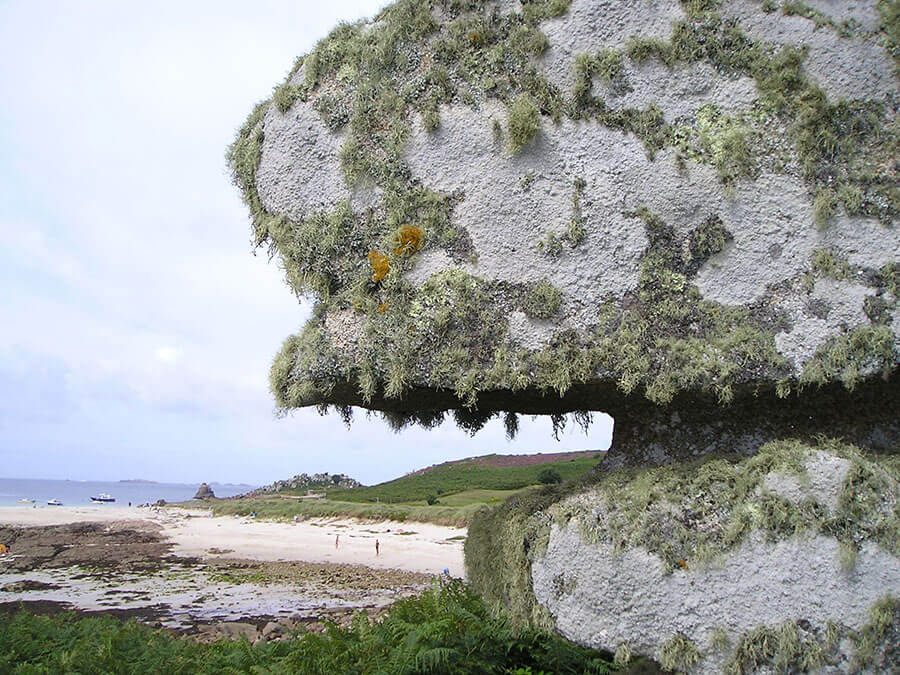 Picture of lichen on a rock