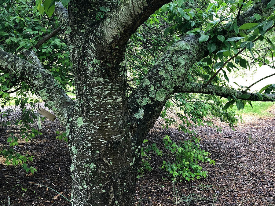lichen harm trees