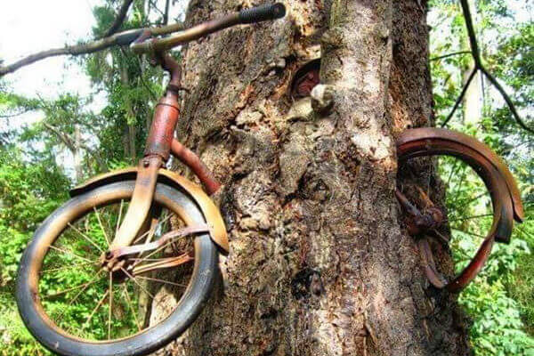 Picture of a bike growing in a tree