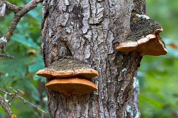 what is tree fungi