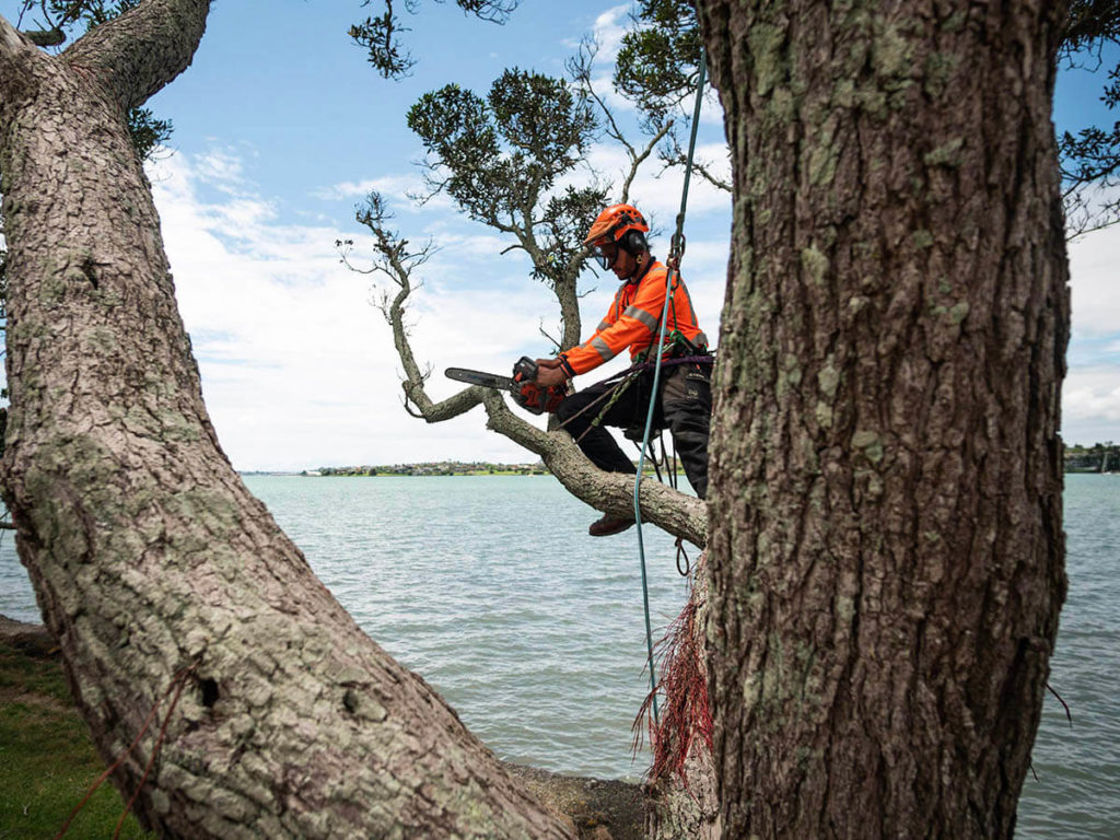 Pro Climb Tree Care Arborists