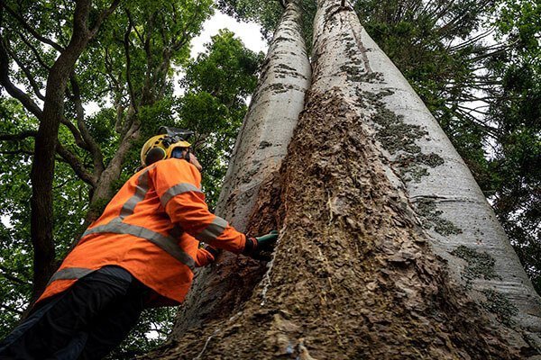 work on protected trees auckland