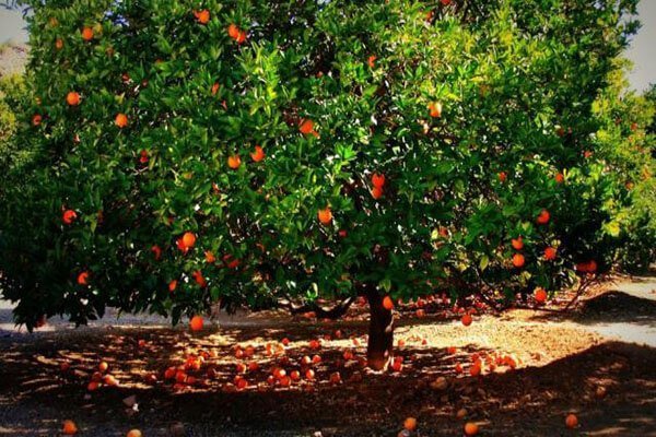 Picture of a mature fruit tree