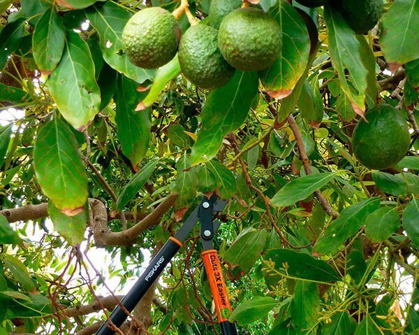 Picture of an Avocado tree being pruned