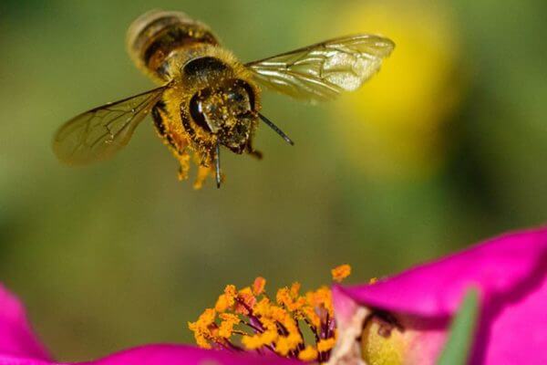 Bees pollinating flowers 1200x628