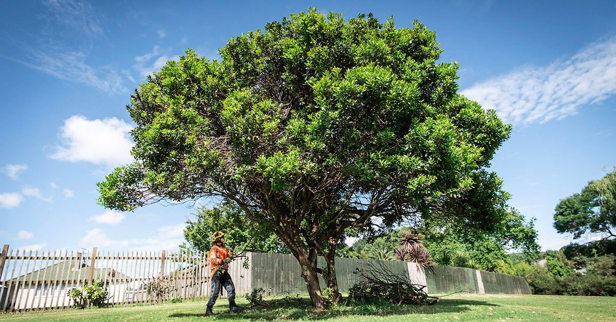 Expert tree landscaping