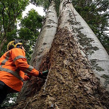 list of protected trees in Auckland