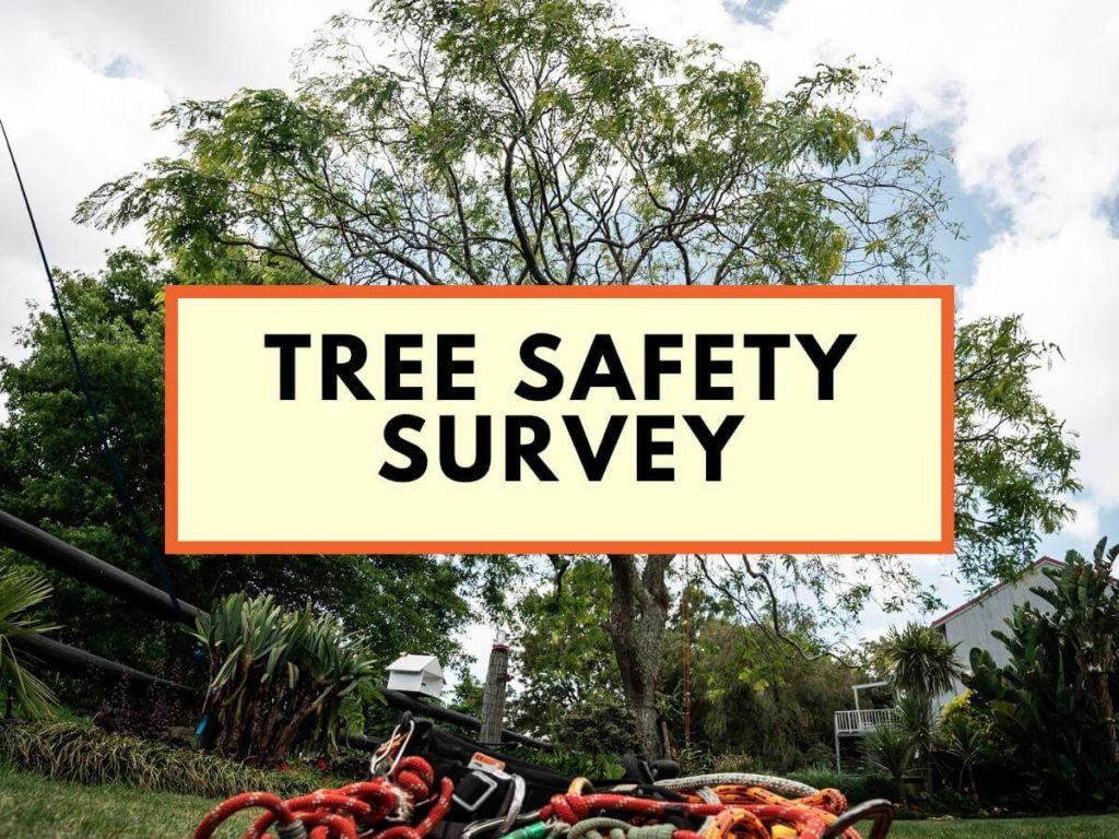 Tree safety survey pro climb arborists