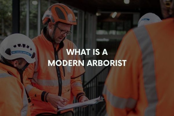 What is an arborist Auckland