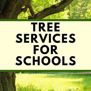 Tree Services for schools