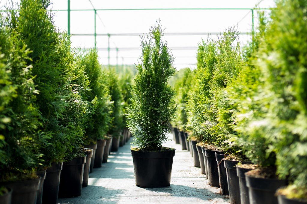 Trees In Pots Should You Buy Them