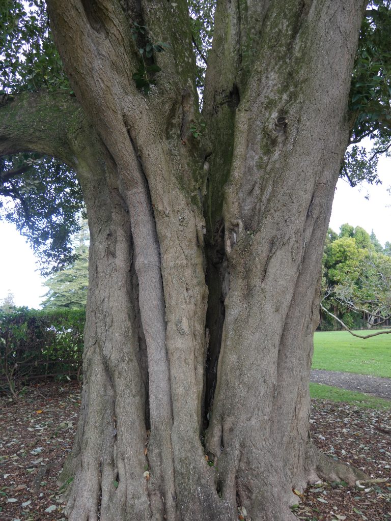 Split in Hibiscus Tree in Monte Cecilia Park